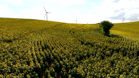 Schneller-Flug-über-Sonnenblumenfelder-Mit-Windkraftanlage-Im-Frühling