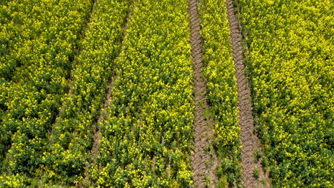 Top-Down-View-Of-Rapeseed-Yellow-Field,-Countryside-Landscape---drone-shot