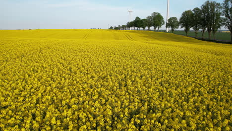 Farmland-Covered-With-Flowering-Rapeseed---aerial-shot