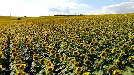 Grenzenloses-Feld-Gelber-Sonnenblumen,-Die-Im-Sommer-Auf-Dem-Feld-Wachsen