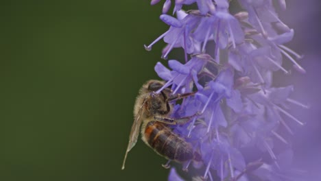 A-worker-honey-bee-collects-nectar-from-small-lavender-flowers