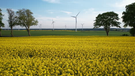 Weitwinkelaufnahme-Eines-Goldenen-Rapsfeldes-Und-Einer-Windkraftanlage-Im-Hintergrund-In-Einer-Malerischen-Gegend-Polens
