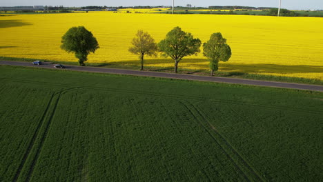 Aerial-View-Of-Road-Through-Blooming-Rapeseed-Fields---drone-shot