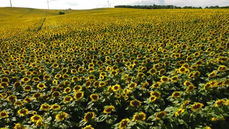 Aufsteigend-Auf-Einem-Feld-Blühender-Sonnenblumen-Mit-Einer-Windkraftanlage-Im-Hintergrund