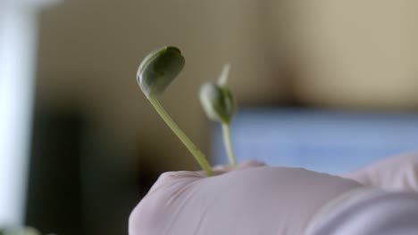 Hand-In-Gloves-Holding-Soybean-Sprouts-In-A-Laboratory