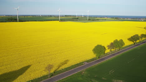 Asphalt-Road-And-Yellow-Blooming-Rapeseed-Field---aerial-shot