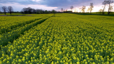 Blooming-Rapeseed-Field-At-Sunset---aerial-pullback