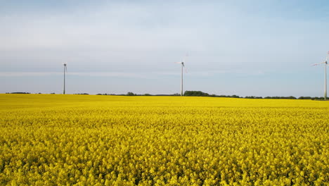 Aerial-forward-flight-over-yellow-canola-field-in-polish-countryside-and-rotating-wind-turbines-in-background---Production-of-cheap-renewable-energy