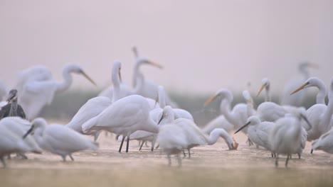 Flock-of-Birds-Fishing-in-Lake-Side-in-Winter