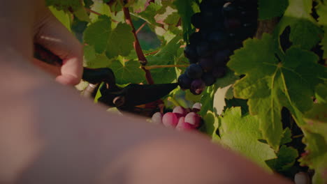 vineyard-girl-prunes-red-grapes-cluster-from-a-vine-slow-motion-full-shot