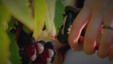 vineyard-girl-prunes-a-red-grape-cluster-very-close-up-slow-motion