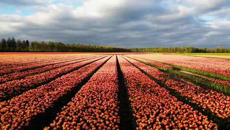 Riesiges-Endloses-Tulpenblumengartenfeld-In-Den-Niederlanden,-Schwenk