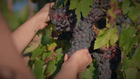 vineyard-girl-holds-a-red-grape-cluster-and-examines-it-slow-motion