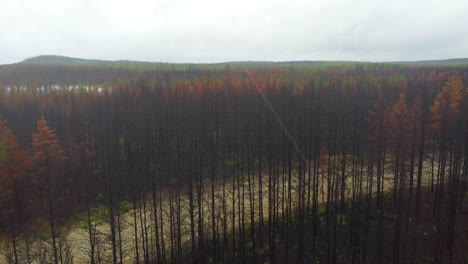Stunning-view-of-thousands-burnt-trees-contrasting-with-green-vegetation-in-Kirkland-Lake-Forest-Fire,-Canada