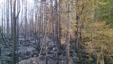 Toma-Panorámica-De-La-Devastación-Del-Bosque-Contrastada,-Después-De-Los-Incendios-Forestales-Del-Lago-Kirkland,-Canadá
