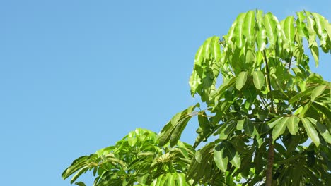 Umbrella-tree-lush-vibrant-green-leaves-against-clean-blue-sky,-static,-closeup