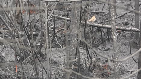 Warbler-couple-flying-around-Charred-area-from-Kirkland-forest-fire,-Sudbury