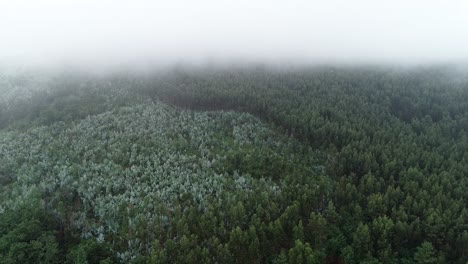 Aerial-View-of-Misty-Forest-Fog