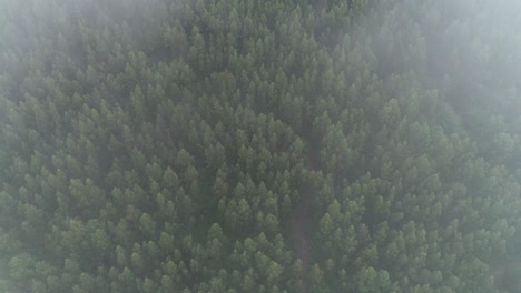 Aerial-View-of-Misty-Forest-Fog
