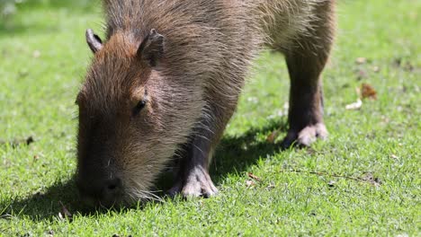 Slow-motion-shot-of-cute-Capybaras-eating-grass-on-pasture-during-sunny-day,-close-up