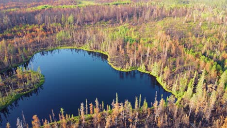 Little-blue-lake-surrounded-by-burnt-and-green-pines-after-fire-Kirkland-Lake-Forest-Fire,-Canada