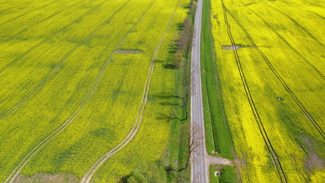 Backward-drone-over-blooming-rapeseed-fields-among-a-narrow-local-asphalt-road