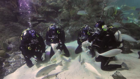 Divers-feeding-fish-in-a-public-aquarium,-with-visitors-viewing-from-outside