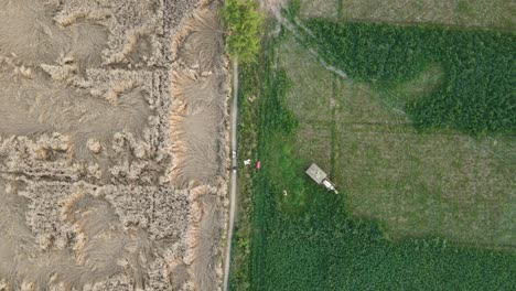 Vista-Por-Drones-De-Los-Agricultores-Que-Trabajan-En-El-Campo-Agrícola,-La-Vida-Del-Pueblo-En-Punjab,-Pakistán
