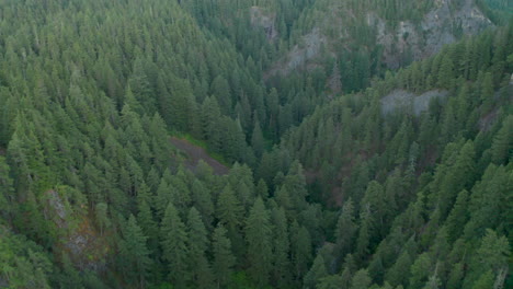 Aerial-shot-over-Pine-tree-filled-gorge
