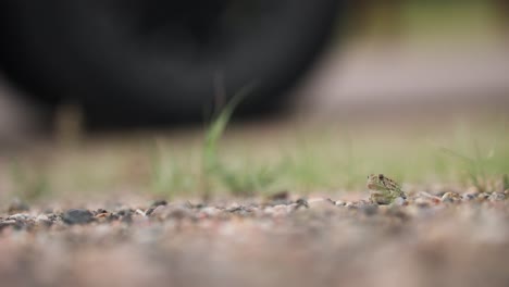 Close-up-of-a-woodhouse-toad-in-nature-|-4K