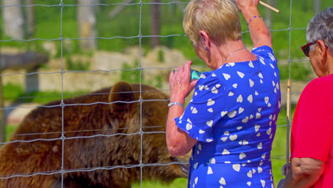 Turistas-Que-Visitan-Un-Zoológico-En-El-Reino-Unido-Y-Participan-En-La-Alimentación-De-Los-Osos.