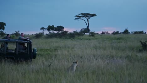 Toma-En-Cámara-Lenta-De-Un-Jeep-Conduciendo-Junto-A-Leones-En-Un-Safari-De-Vacaciones-De-Aventura-Con-Turistas-Turísticos-Cerca-De-La-Vida-Salvaje-Africana-En-La-Reserva-Nacional-De-Masai-Mara,-Kenia,-Animales-De-Safari-Africanos-En-Masai-Mara