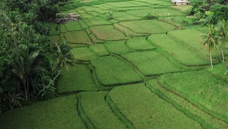 Aerial-flyover-tropical-palm-trees-and-vegetated-plantation-fields-on-Bali-Island