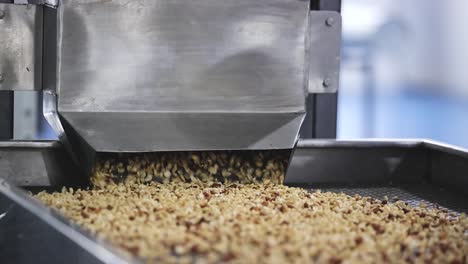 SLOW-MOTION-SCENE-Peanut-kernels-are-heated-at-high-degrees-Celsius-and-moving-on-a-conveyor-belt-in-a-peanut-butter-processing-plant
