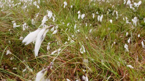 Macro-shot-of-the-bog-cotton-plant-amongst-the-grass-and-heath-on-a-moor