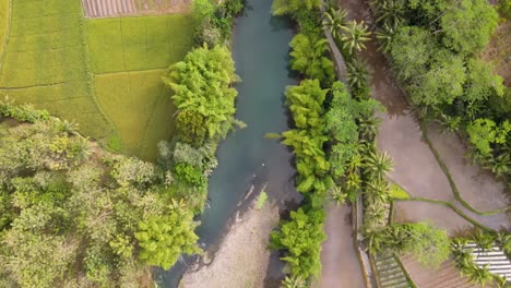 Fly-over-tropical-rocky-river-surrounded-by-green-trees-and-plantation