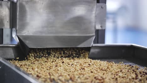 Close-up-slow-motion-scene,-peanut-kernels-are-heated-at-high-degrees-Celsius-and-moving-on-a-conveyor-belt-in-a-peanut-butter-processing-plant