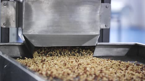 Sean-from-the-front,-in-a-peanut-butter-processing-plant-where-peanuts-are-heated-at-high-degrees-Celsius-and-move-on-a-conveyor-belt