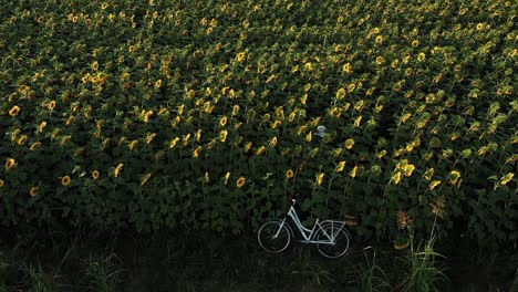 Mädchen-Kämpft-Sich-Durch-Sonnenblumen,-Entschlossen,-Das-Damenfahrrad-Zu-Erreichen