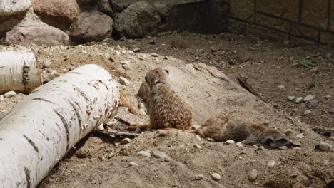 Small-Mammal-Meerkats-close-to-wooden-A-Log-At-Wildlife-Park