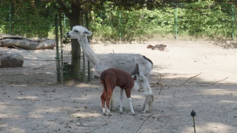 A-small-alpaca-is-nursing-from-its-mother