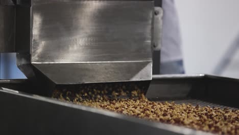 Erdnüsse-Kommen-Nach-Dem-Erhitzen-Von-Der-Maschine-Zum-Förderband-Und-Der-Bediener-Prüft-Die-Qualität-Der-Erdnüsse