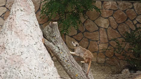 A-meerkat-climbs-onto-its-stone-lookout-to-watch-over-the-herd-against-any-potential-danger