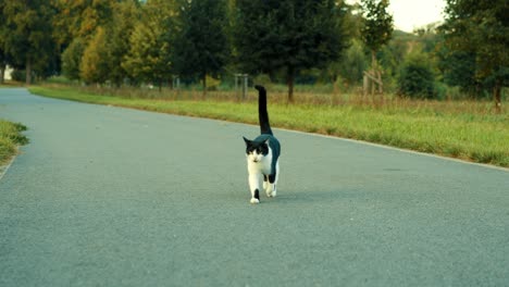 Black-and-white-cat-running-in-slow-motion-across-a-sidewalk-in-a-sunny-summer-park