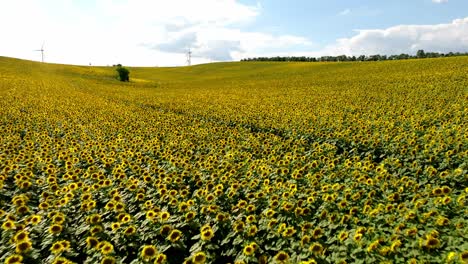 Gelbes-Sonnenblumenfeld-Tagsüber-Mit-Windkraftanlagen-Im-Hintergrund-Im-Sommer