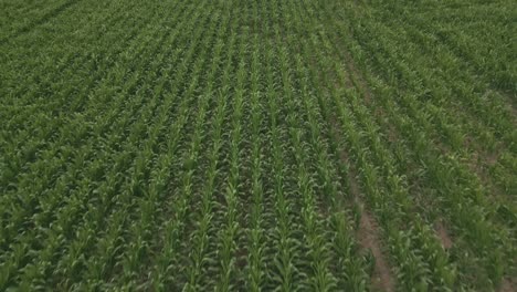 View-of-green-cornfield.-Aerial-drone-flyback