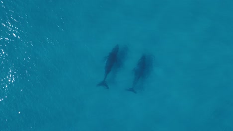 Zwei-Wale-Schwimmen-Unter-Dem-Klaren-Blauen-Meerwasser-Und-Werfen-Schatten-Auf-Den-Tiefen-Meeresboden