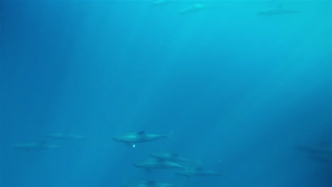 School-of-pilot-whales-swimming-in-the-blue-depth-below