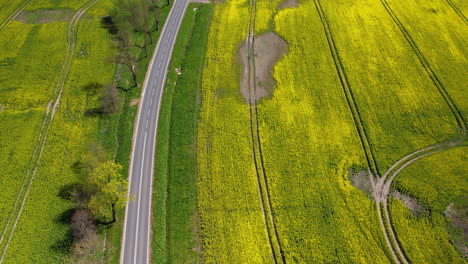 Top-down-drone-view-over-fields-of-maturing-rapeseed---a-visible-section-of-a-failed-crop-with-sparse-yield---green-trees-along-the-edge-of-an-asphalt-road