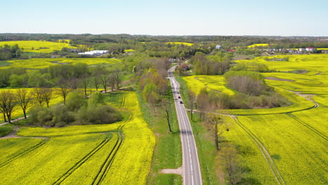 Aerial---a-narrow-street-leading-to-a-town-between-yellow-rapeseed-fields,-trees,-and-a-natural-environment